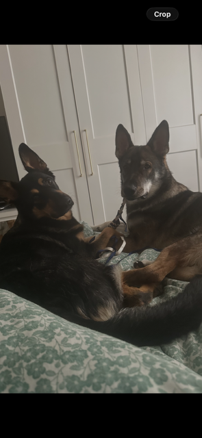 Two of my German Shepherds relaxing at home together
