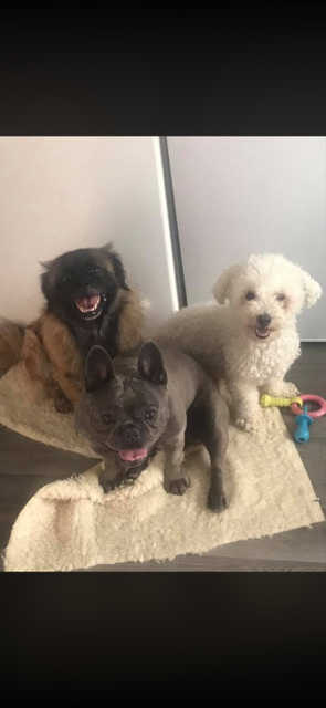 Three of my small dogs — a Pekingese, French Bulldog, and Bichon Frise — at home